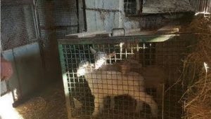 agnelli-e1490610601784